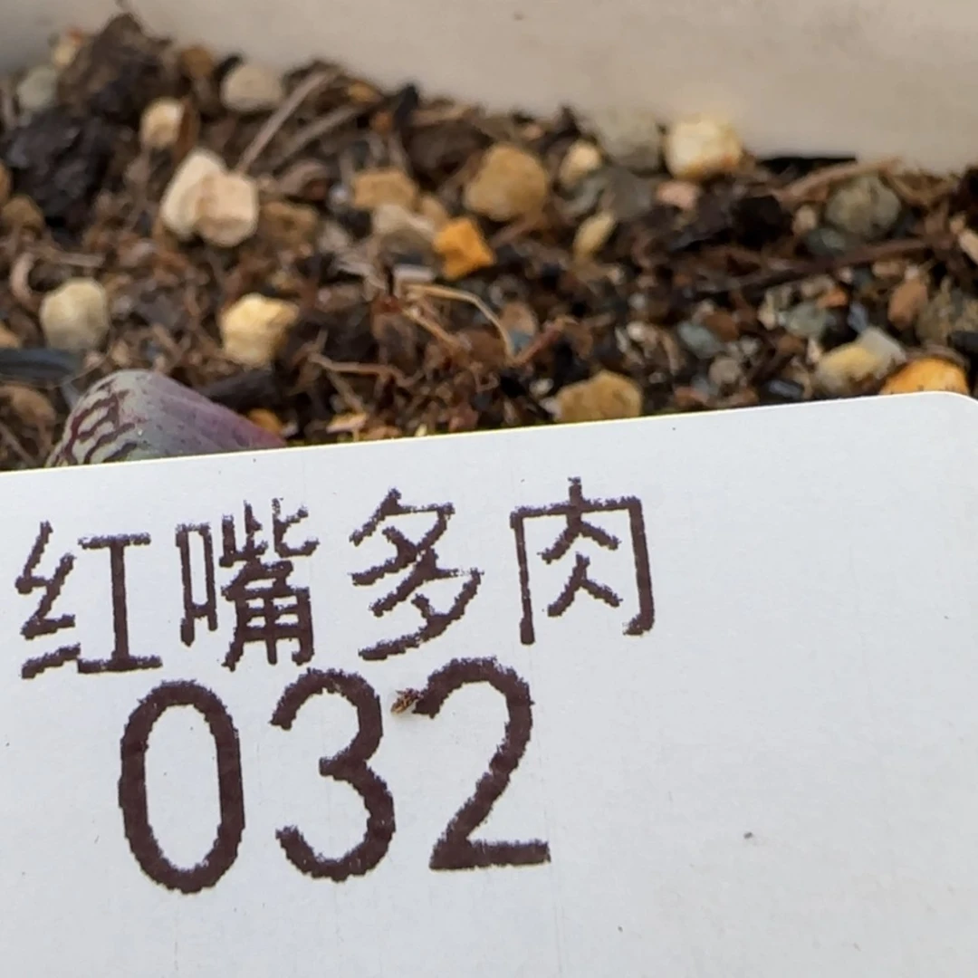 【闪购商品】千*雪32号两颗墨