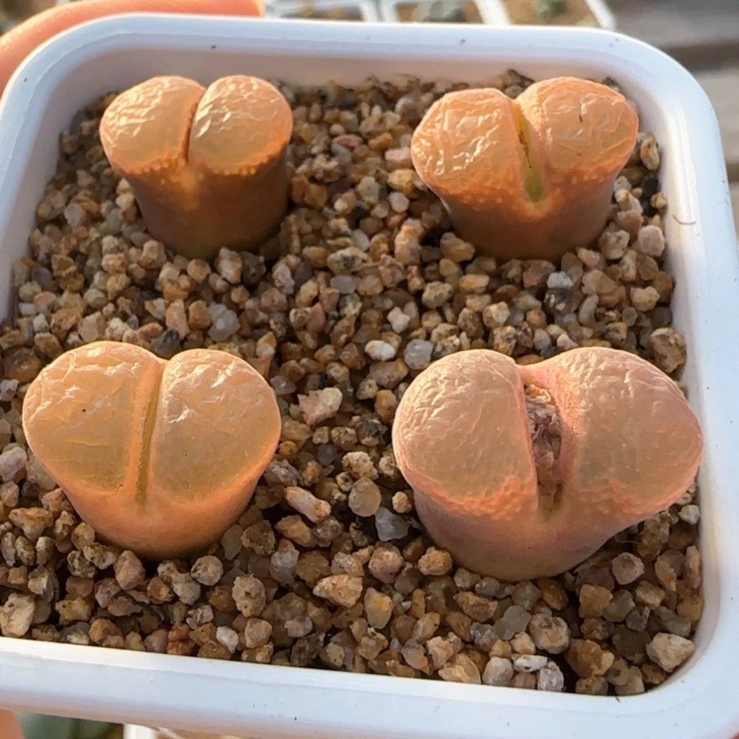 【闪购商品】41号一盆4颗一组包邮