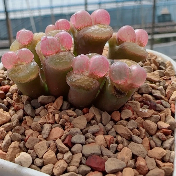 甄选美肉一颗26号链接