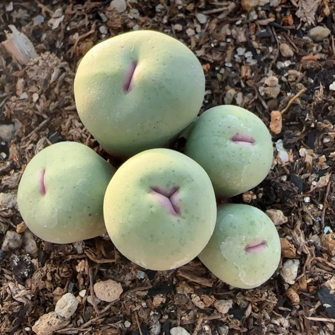 【闪购商品】渡12号链接中大型SE