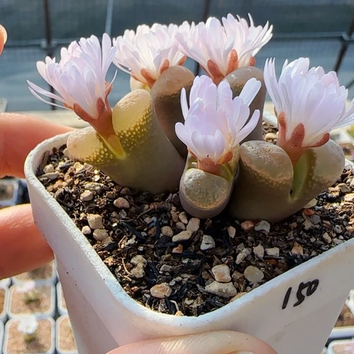 10.23号多肉68号链接