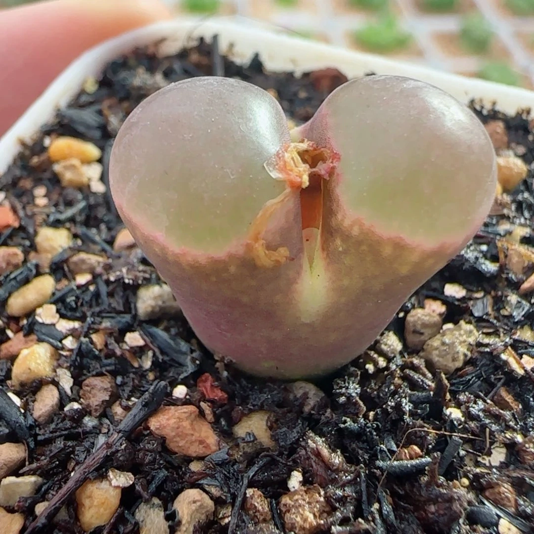 磁铁风铃多肉双十一福利18号