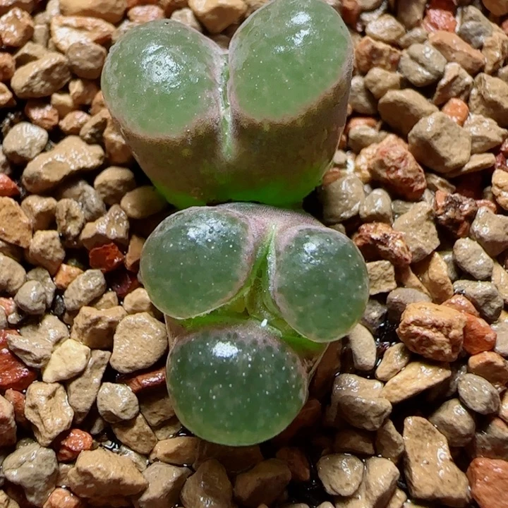 甄选美肉一颗60号链接