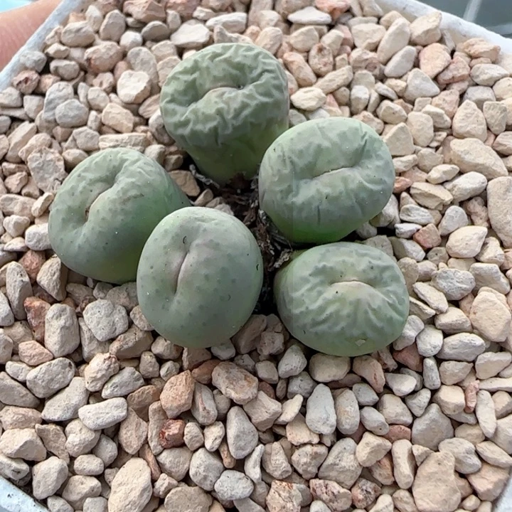 甄选美肉一颗134号链接