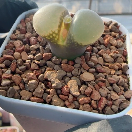 10.29号精品多肉特77号链接