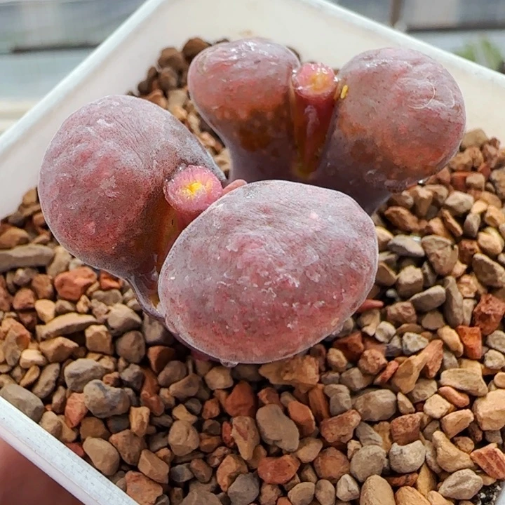 精选美肉一颗143号链接