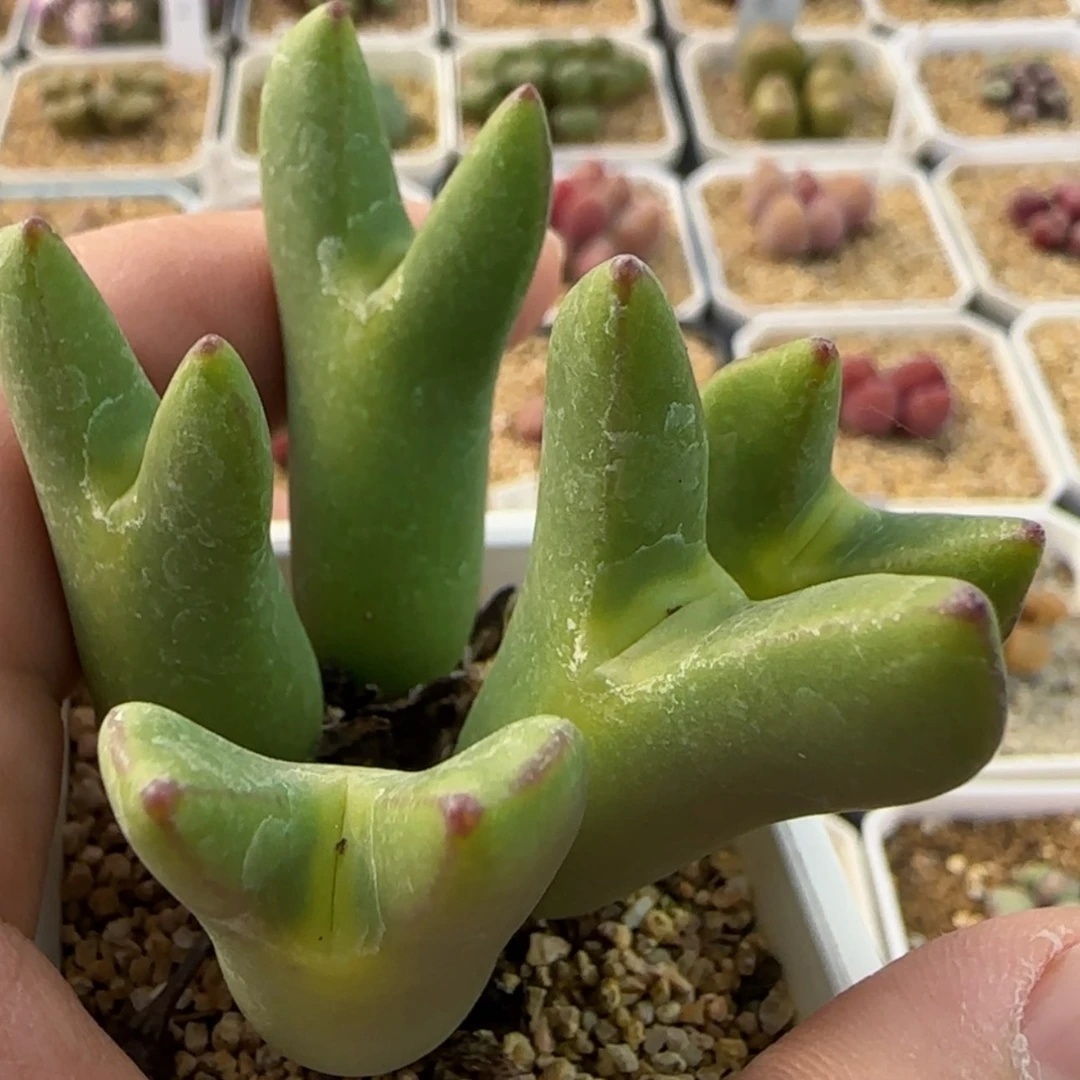 【闪购商品】9号链接皮卡丘