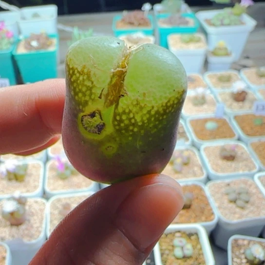 10.26精品多肉一颗30号链接