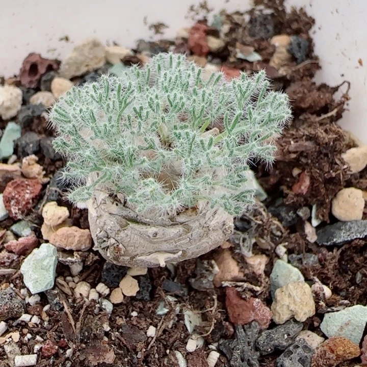 白皮越界126号链接