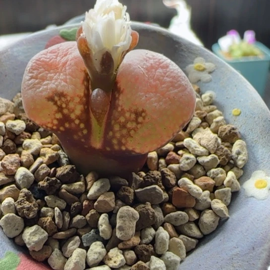 精品甄选多肉82号链接