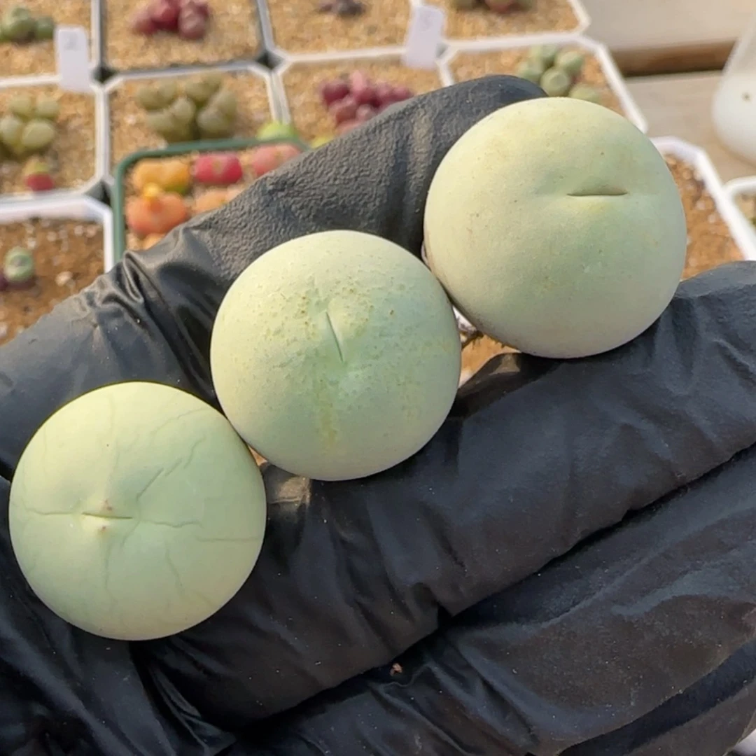 【闪购商品】8号鸽子蛋一颗一组