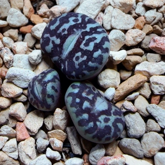 甄选多肉一颗16号链接