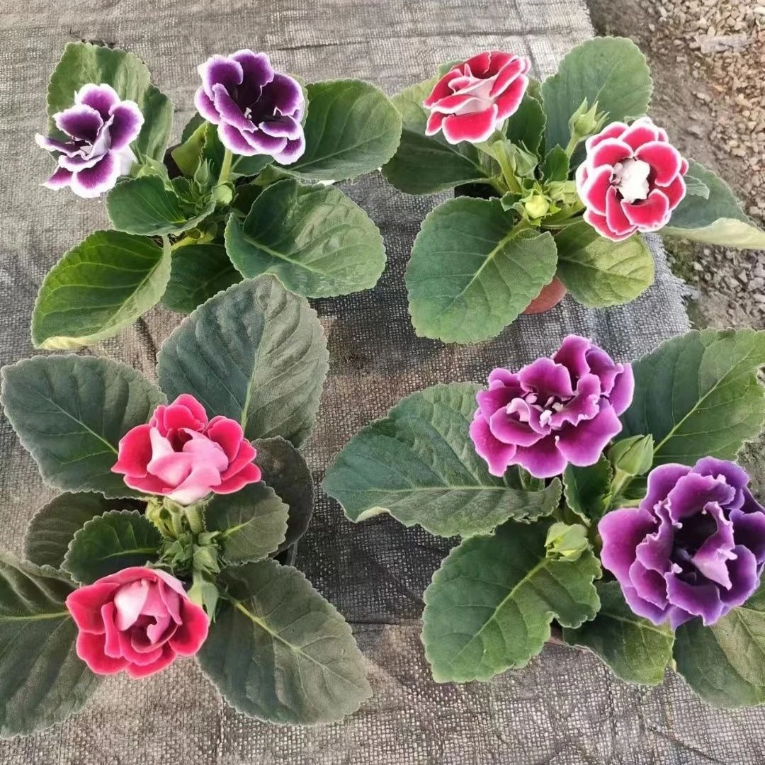 (一颗也包邮)重瓣大岩桐盆栽富贵芙蓉花带花苞发货室内四季开花