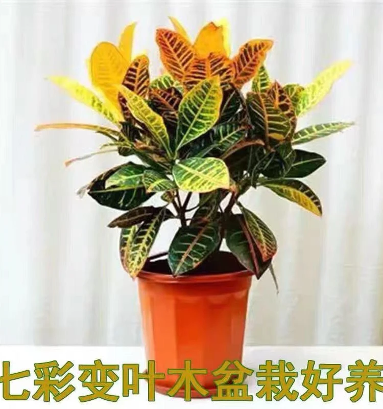 彩霞变叶木，火焰变叶木！易养活