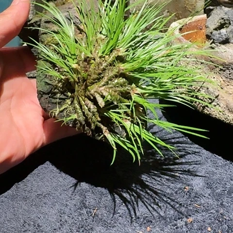 红陶20CM（含）-50CM（不含）天*