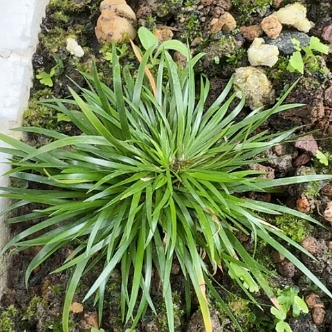 红陶20CM（含）-50CM（不含）h*