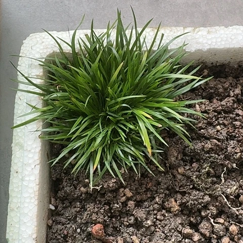 红陶20CM（含）-50CM（不含）