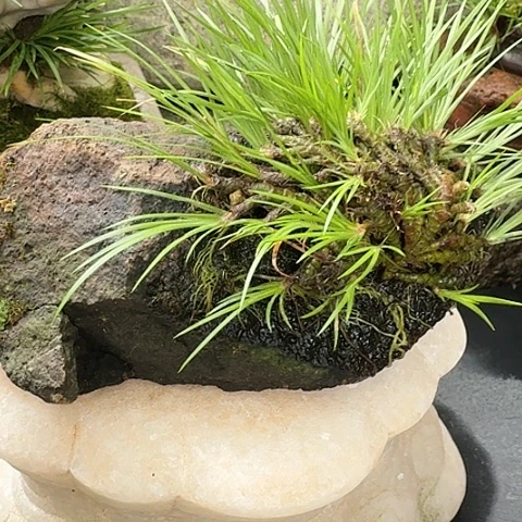 红陶20CM（含）-50CM（不含）忘**己