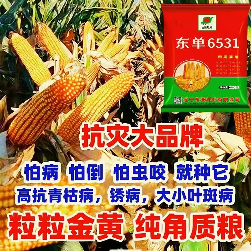 批发高产玉米种子大棒双棒基因春播夏播正品东单6531抗病抗倒苞米