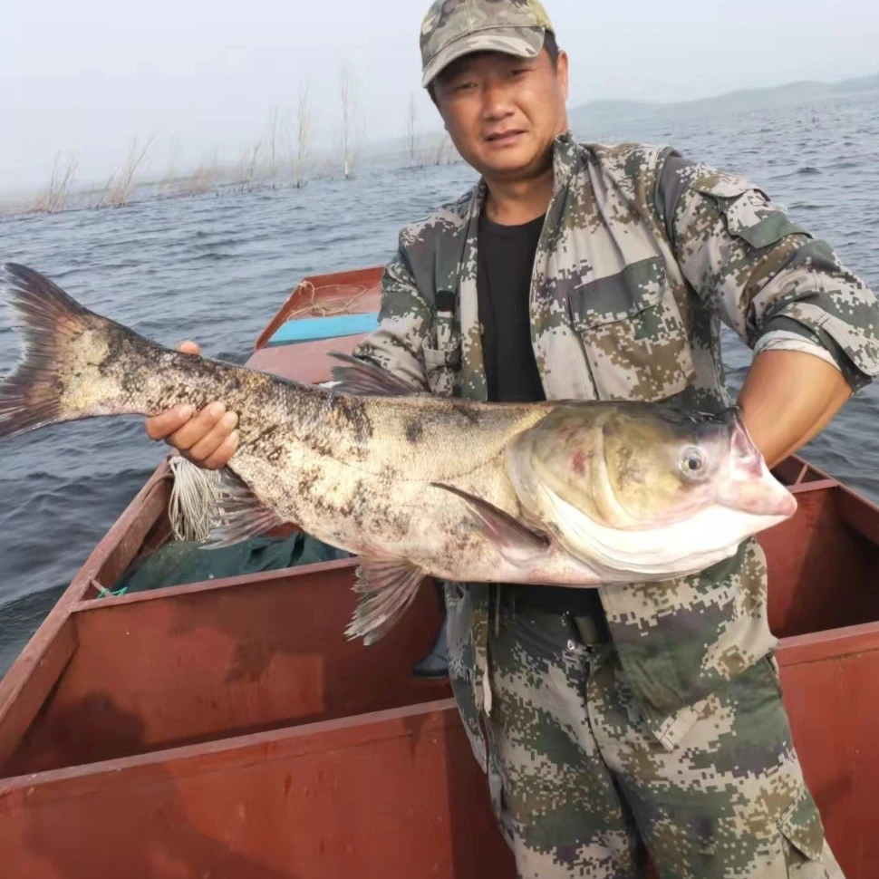花鲢鱼3斤-15斤包邮，现捕现发