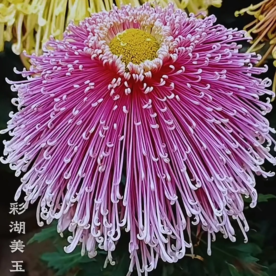 九月菊（彩湖美玉）【成品苗不带花苞】土球发货不带盆