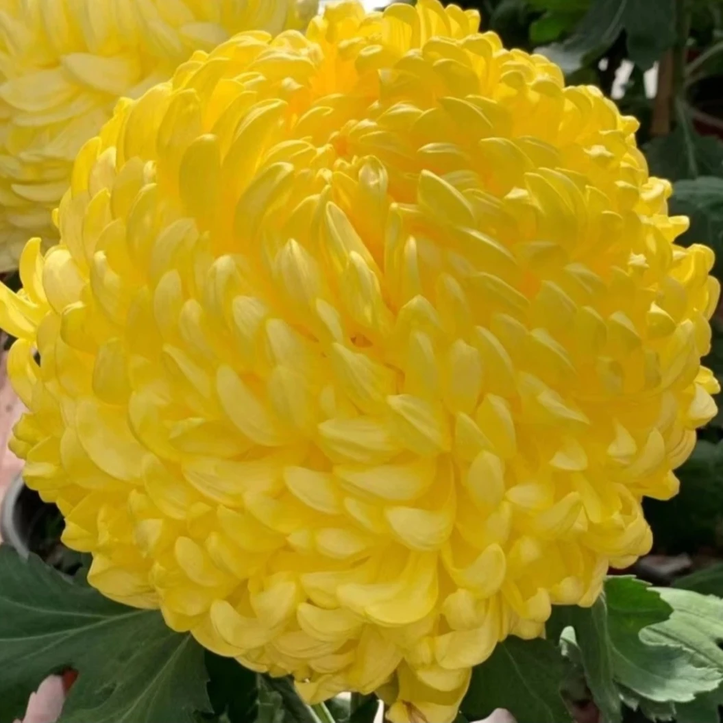 九月菊大花（黄国华）菊花适合盆栽地栽