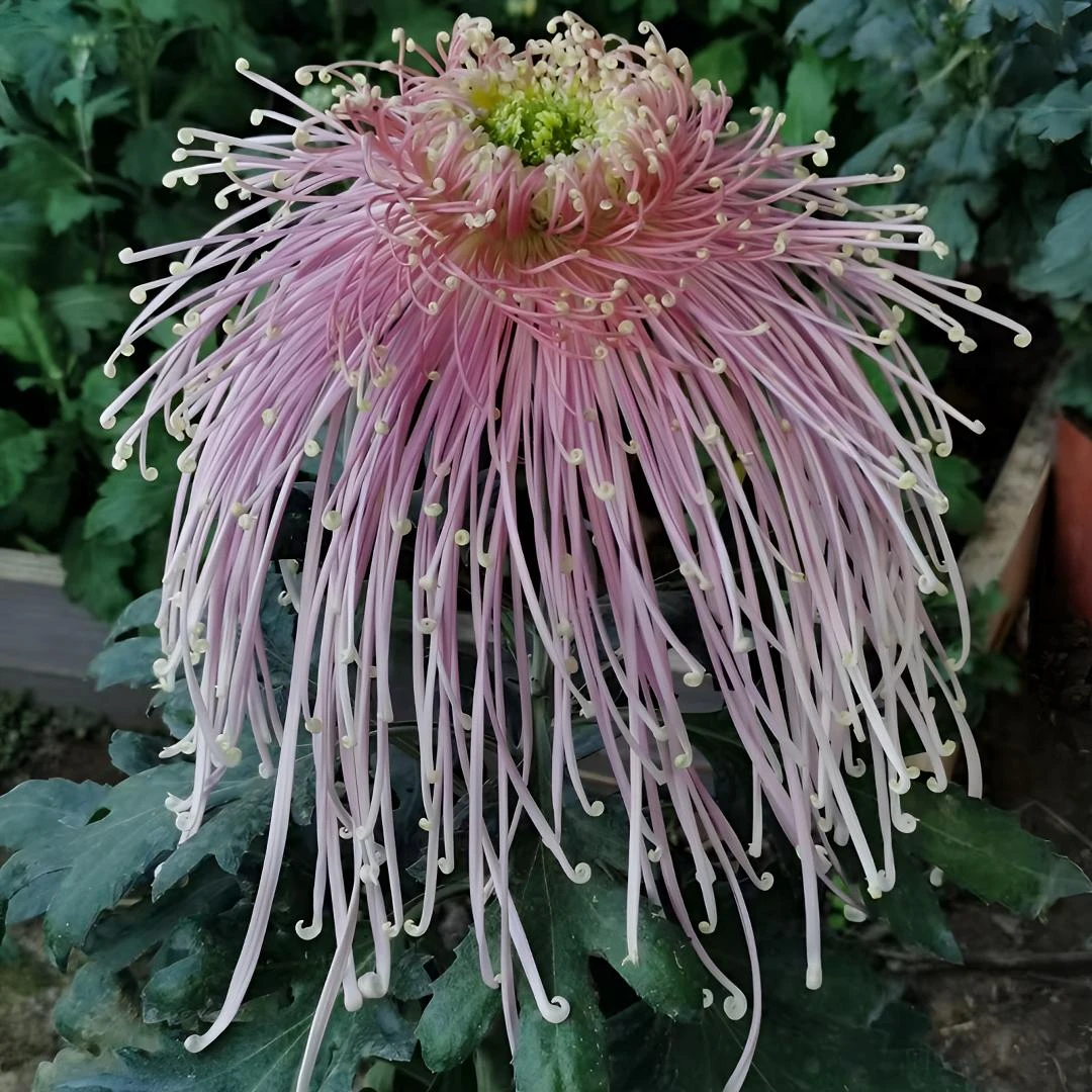 (独杆)大花九月菊(全乡古道)菊花独杆大花适合盆栽地栽