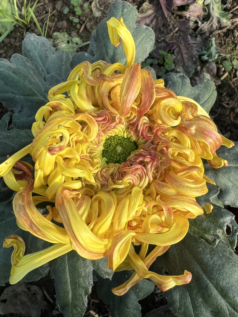 （独杆）大花九月菊（雁风万里）独杆菊花适合盆栽地栽