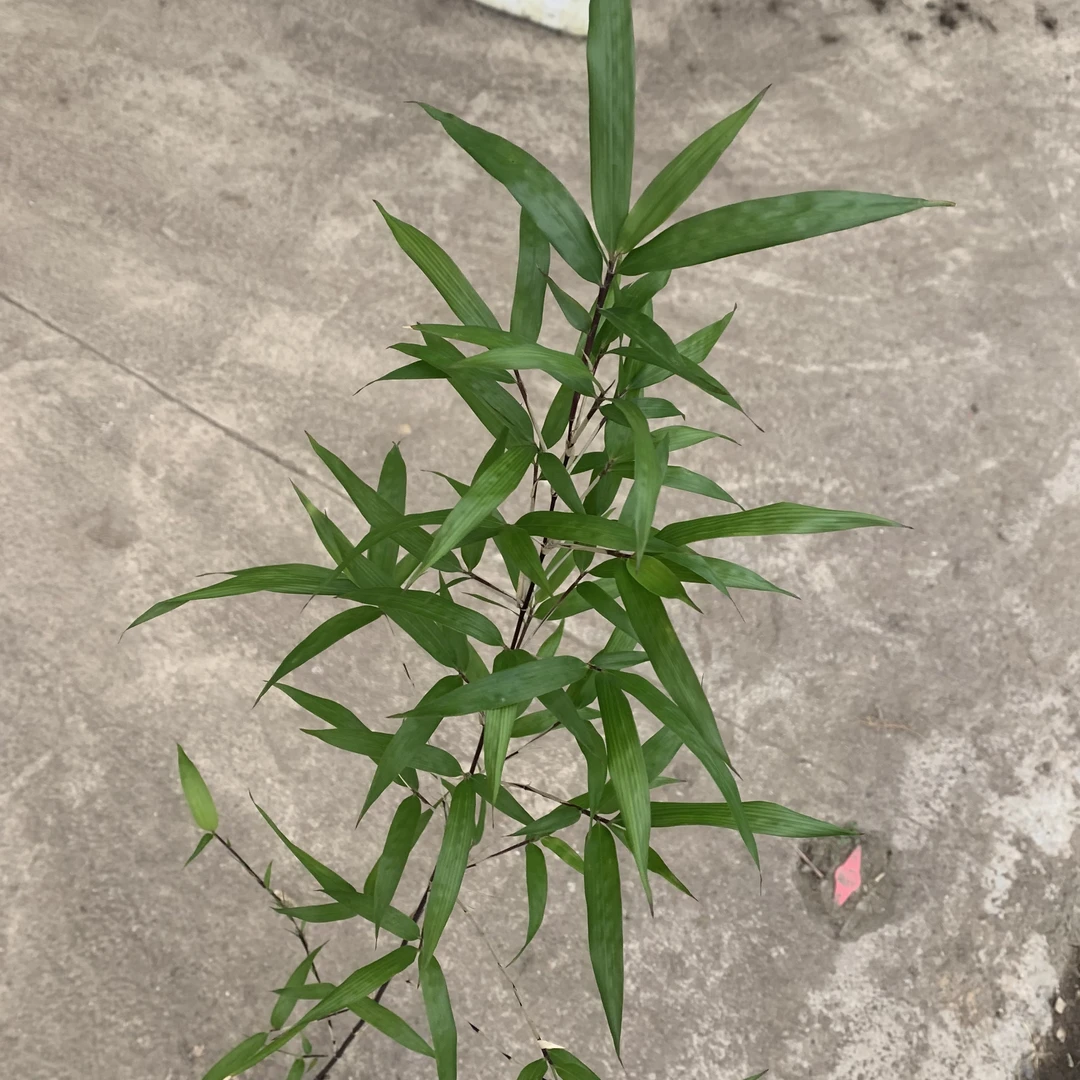 朱竹紫寒竹百合竹单杆绿植竹子盆栽阳台桌面绿植室内室外养护皆可