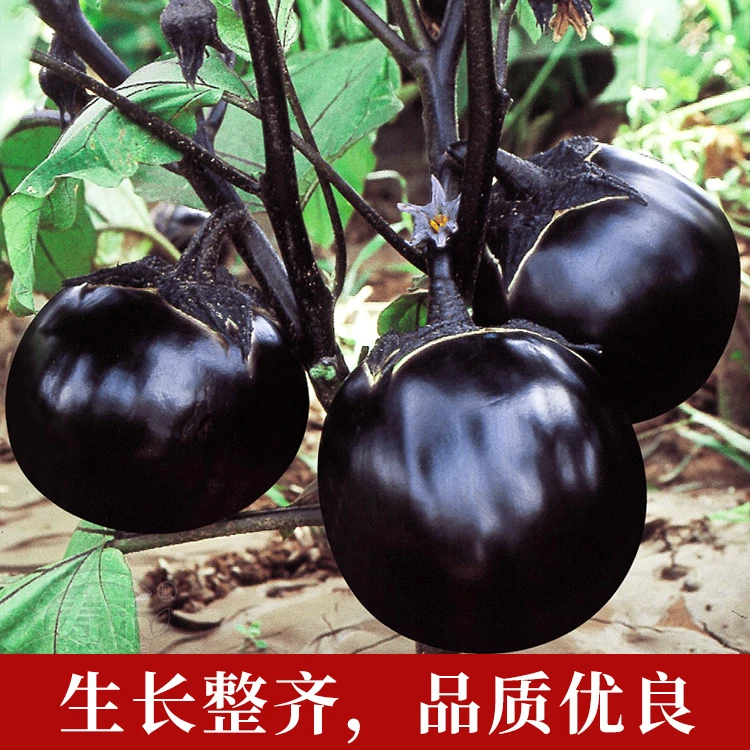 (拍2发3)圆茄种子黑色圆形茄种籽紫黑色果型大产量高口感好黑圆王