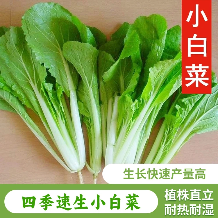 (拍2发3)四季奶油小白菜种子油青甜菜苔小青菜春夏季耐热蔬菜种子