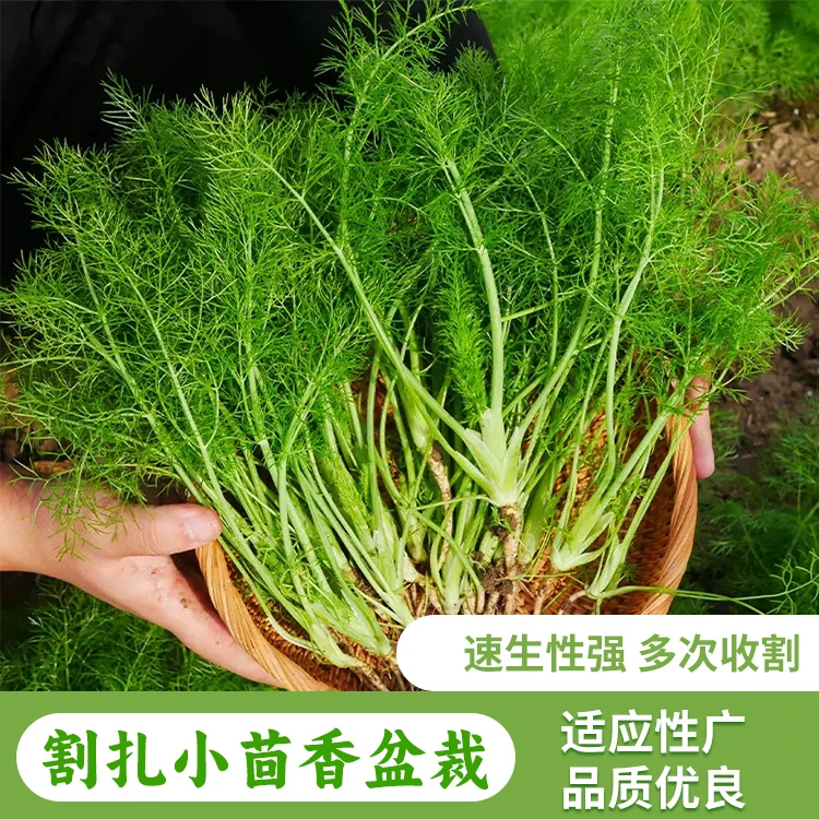 (拍2发3)割茬小茴香种子茴香种籽菜四季南方阳台盆栽易种蔬菜种子