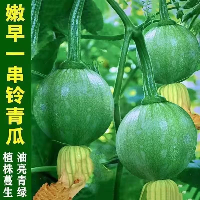 (拍2发3)早熟嫩南瓜种子新品种一串铃小南瓜种籽阳台盆栽基地种孑