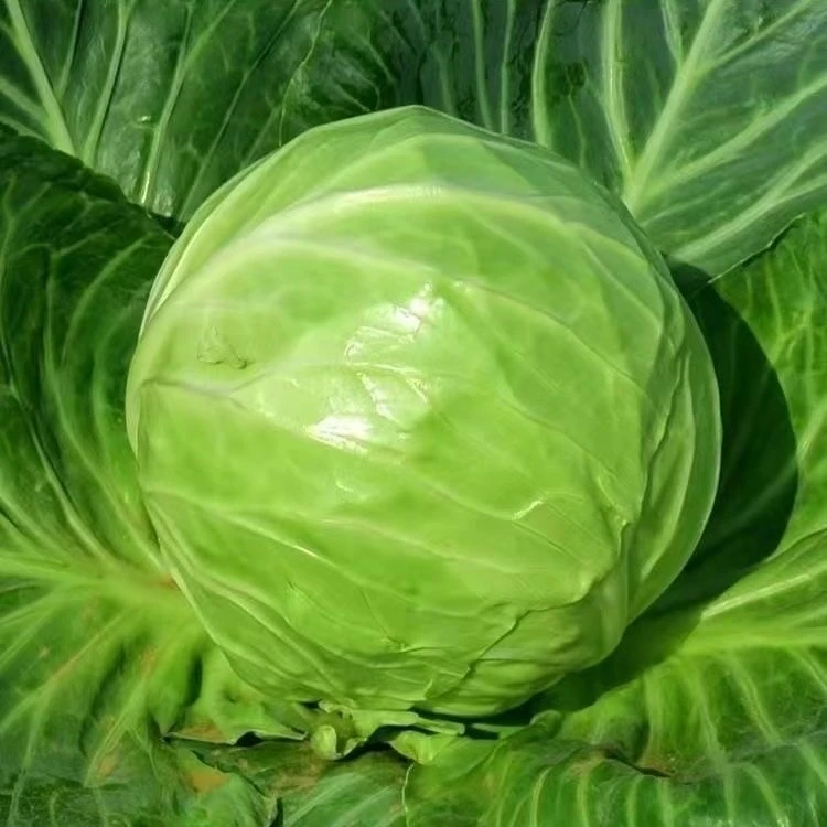 (拍2发3)包菜种籽紫甘蓝种子结球包心白菜夏秋冬卷心菜四季蔬菜种