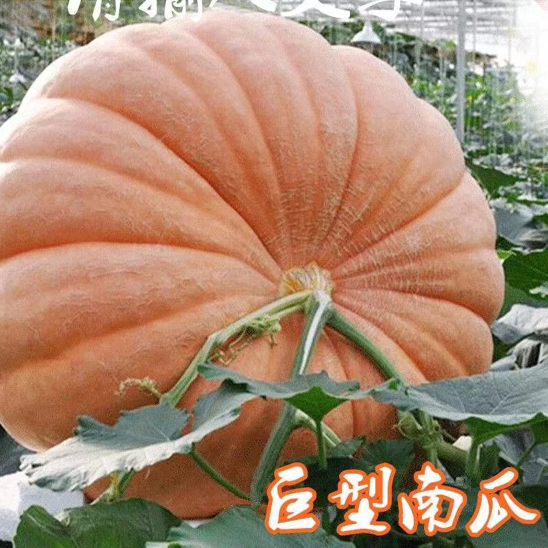 (拍2发3)巨型南瓜种子高产香甜南瓜超大南瓜种籽四季菜园蔬菜种孑