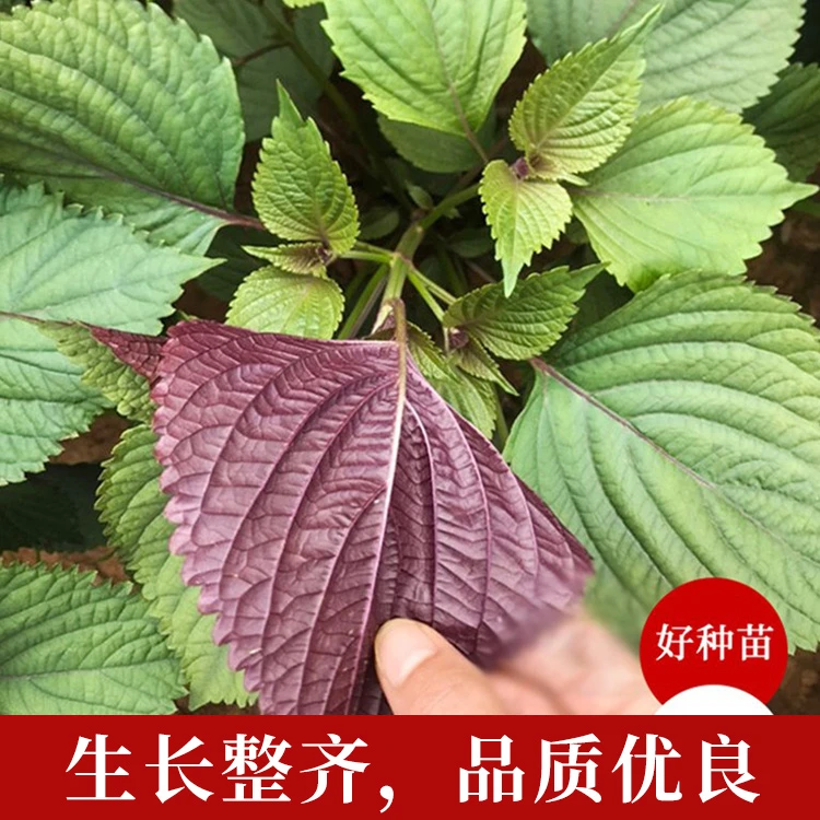 (拍2发3)紫苏种籽春秋季蔬菜双面紫色苏子种籽特菜四季补钙菜农家
