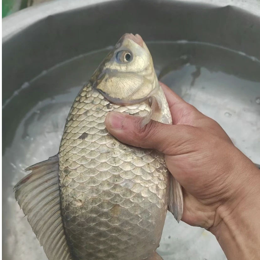 【密云水库】野生鲫鱼三斤/五斤装默认帮清理、清理后2.6斤/4.2斤左右（不需要清理请备注）鲫鱼同城送炸鱼