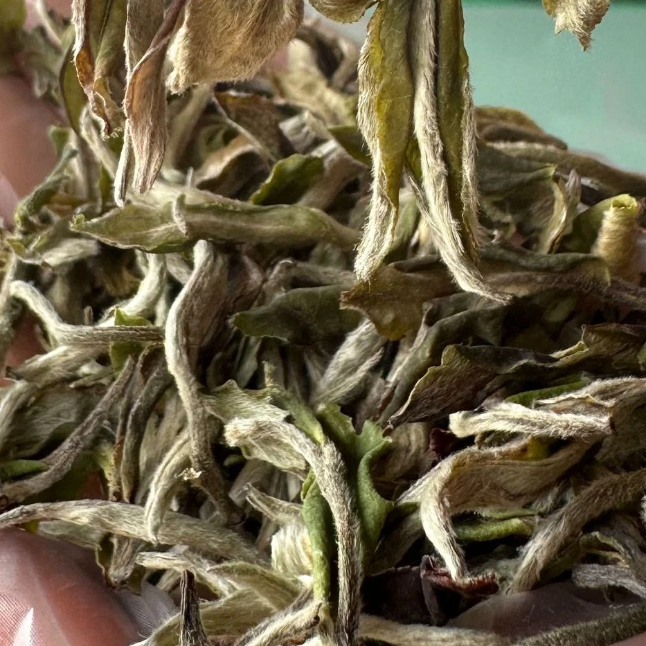 【佛香白牡丹】2024年春茶云南景谷白茶一芽一叶花果香