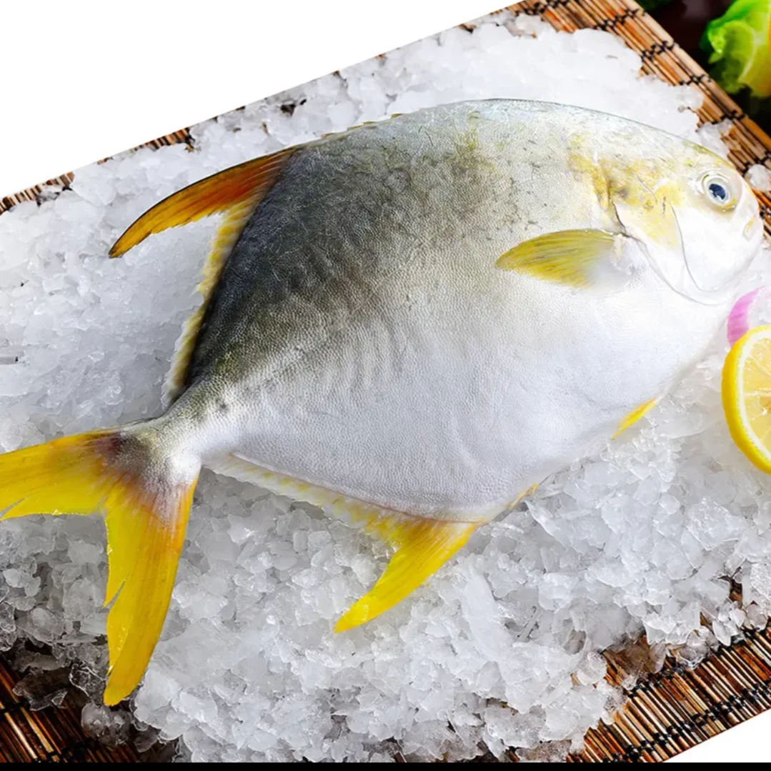 园园海鲜 新鲜海铺金鲳鱼450g-500g/条到手5条