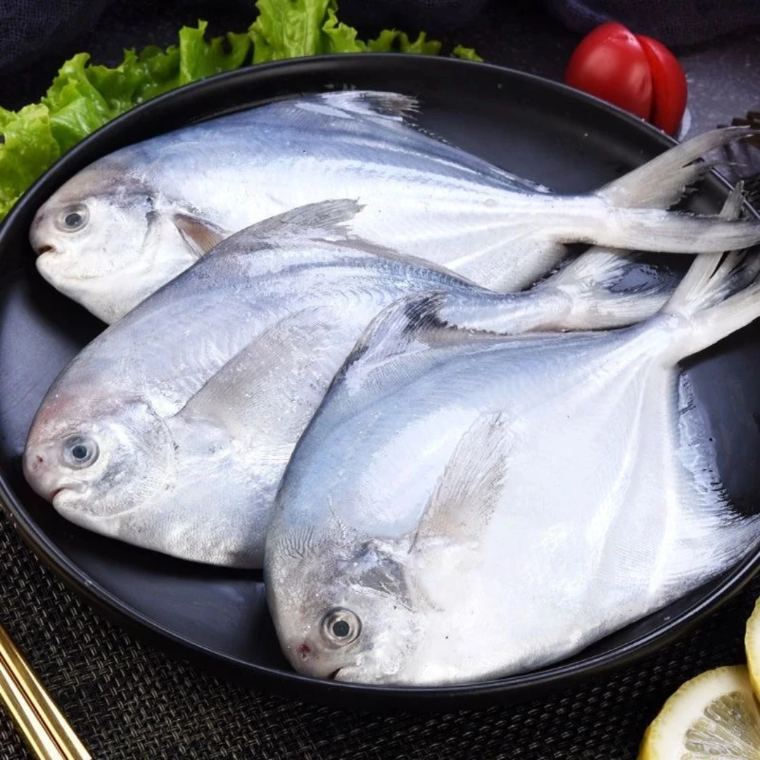 园园海鲜 连云港发 新鲜速冻银鲳鱼500g/包*6 包（5-6 条左右一包）