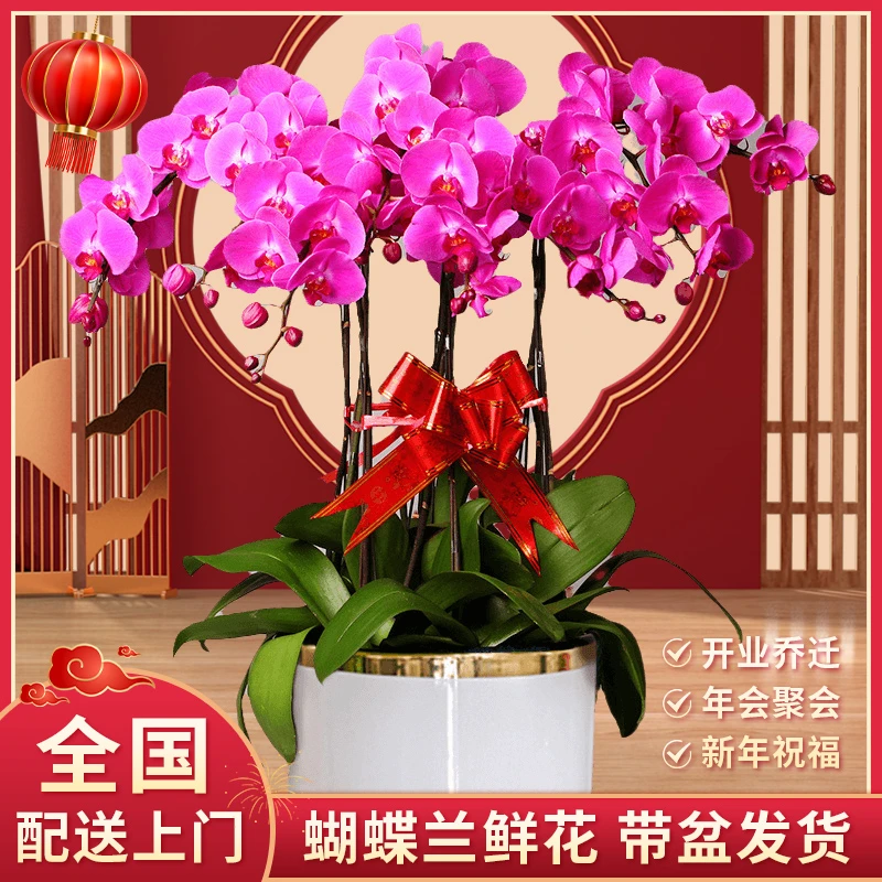 新年元旦蝴蝶兰盆栽带花鲜花速递同城配送开业乔迁礼物附近送花店
