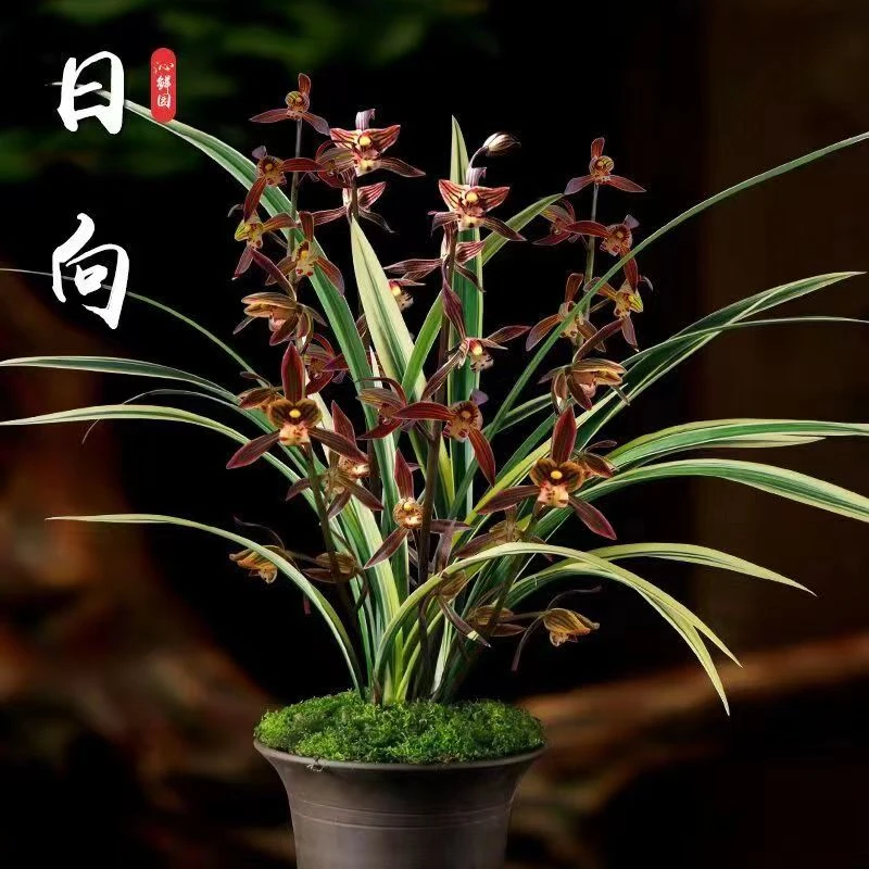 年宵花抱岁兰【黄金日向】室内绿植常绿四季香味兰草盆栽宜室宜家