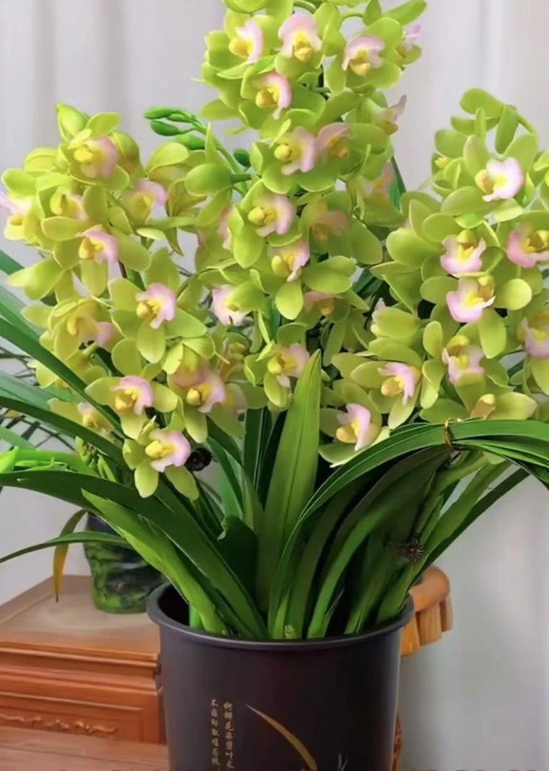 兰花【香水香兰】一盆带4-5支花剑 鲜花年宵花带花苞-免费保温发货