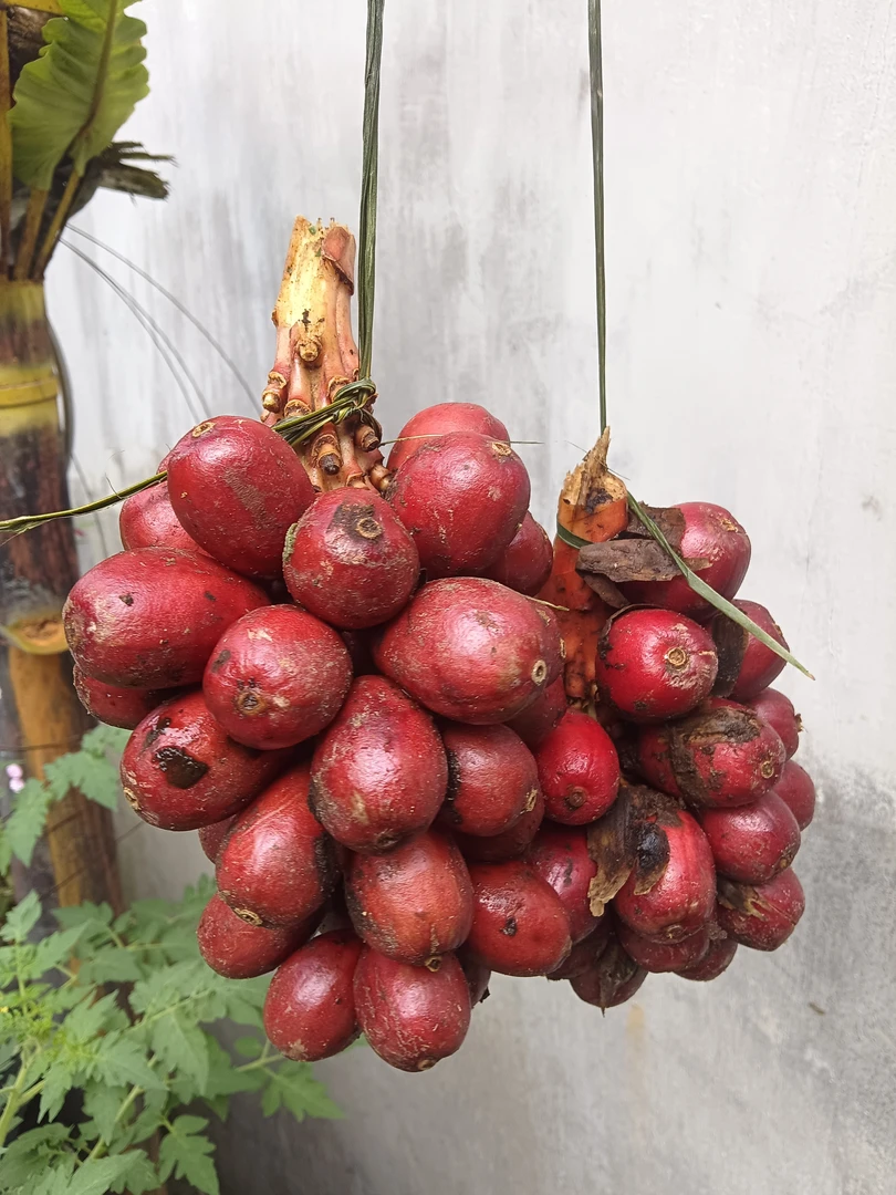 生鲜草果，一串一串发货