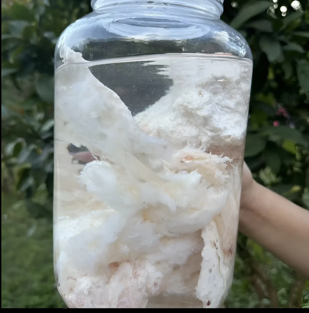 [石≈太≈岁≈邻≈时≈链≈接]50g～2000g非香菇