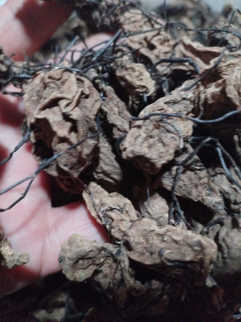 山里货土特产［金≈丝≈天≈马］ 云南甄选  食用级特产菜叶