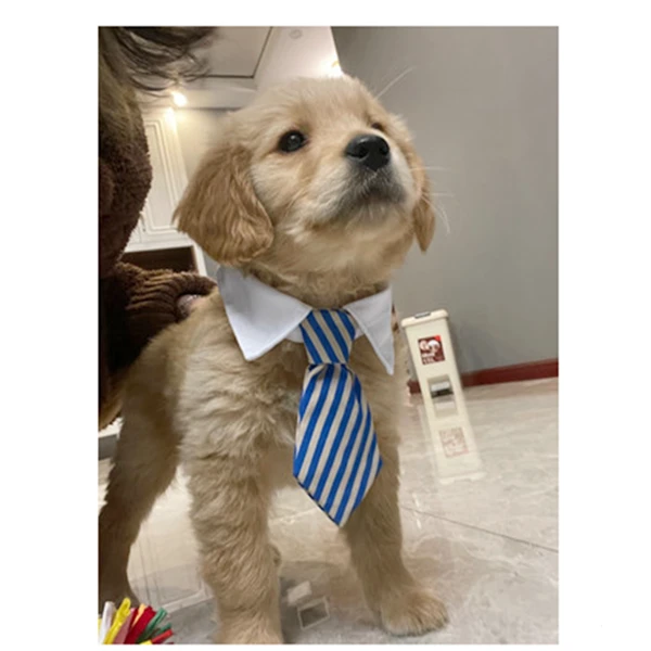 狗狗领结小型犬柯基泰迪金毛项圈衣服宠物拍摄道具猫咪蝴蝶结领带