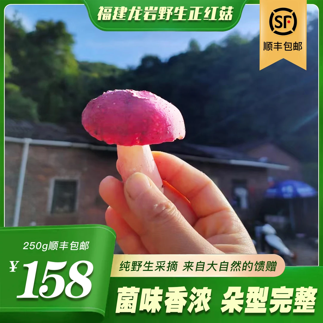 2025年龙岩本地野生新鲜正红菇脆甜炒肉炖汤半斤1斤2斤3斤顺丰