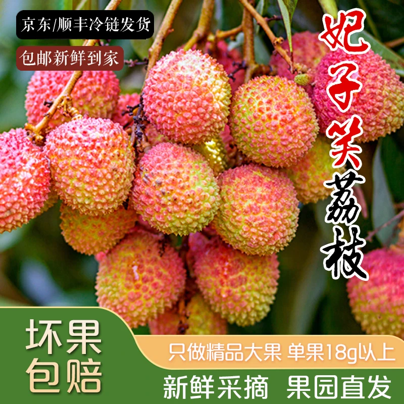 【全爸专属】妃子笑荔枝现摘现发新鲜水果清甜多汁京东/顺丰冷链