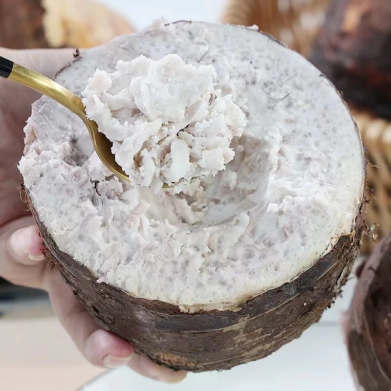 【全爸专属】广西荔浦芋头农家现挖香芋大个粉糯紫藤毛芋新鲜蔬菜